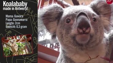 Un Koala Male Decede Au Zoo D Anvers Pere D Un Bebe Miracle Video Le Soir