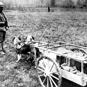 Bêtes De Guerre Le Soir