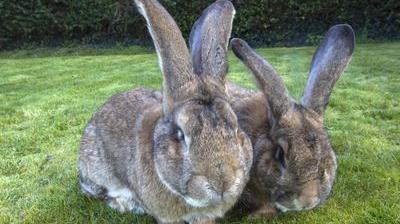 Record Ce Lapin Le Plus Gros Du Monde A Deja Un Concurrent Le Soir Plus