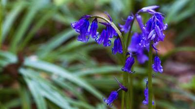 Le bois de Hal en fleurs: un spectacle à admirer jusqu'au 1er mai (photos)  - Le Soir