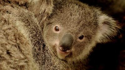 Un Bebe Koala Adopte Par Des Humains Le Soir