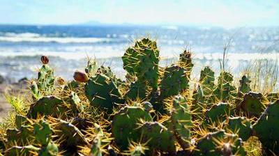 Un Tiers Des Cactus En Voie D Extinction Le Soir