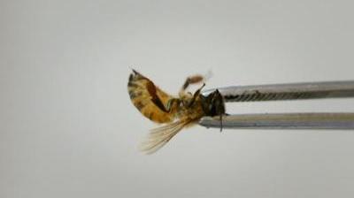 En Chine, les piqûres d'abeille en guise de thérapie de choc - Le Soir