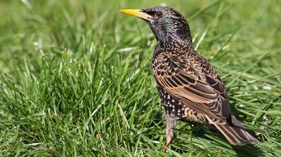 Quels Oiseaux Visitent Nos Jardins Le Soir Plus