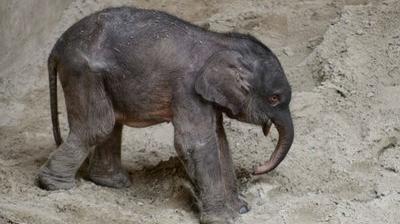 Planckendael Le Bebe Elephant A Nouveau Affaibli Le Soir Plus