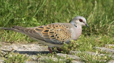 Les Oiseaux Migrateurs Victimes Du Braconnage En