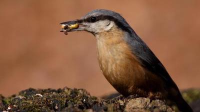 Une Quarantaine D Oiseaux Visitent Nos Jardins Le Soir Plus