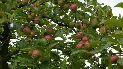 Une Pomme Intéressante, Inhabituelle Et étrange. Une Pomme Laide