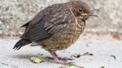 Nourrir les oiseaux ? Quelques conseils – Ligue Royale Belge pour