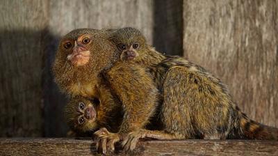 Trois Singes Dont Un Bebe De Quatre Semaines Ont Ete Voles Dans Un Zoo Le Soir