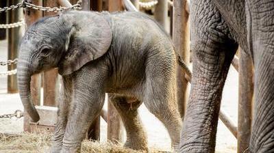 AFRIQUE DU SUD. Elle découvre un bébé éléphant dans son salon