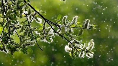 Allergies: le retour du printemps qui pique et qui gratte - Le Soir