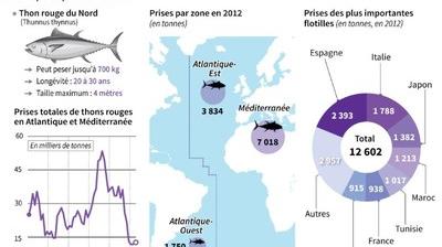 Thon - Le guide Poisson du WWF