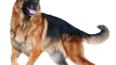 Les Chiens De Race Schipperke Pedigree