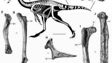 Des ossements de dinosaure découverts lors d'un tour guidé sur les fossiles